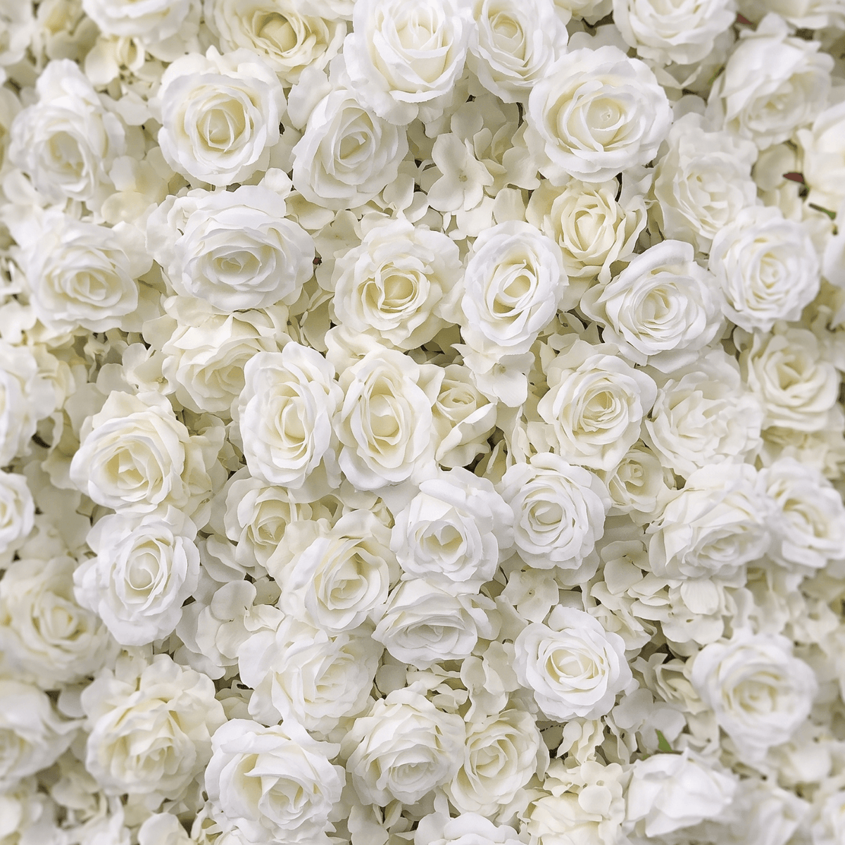 Cream Rose Flower Backdrop Wall