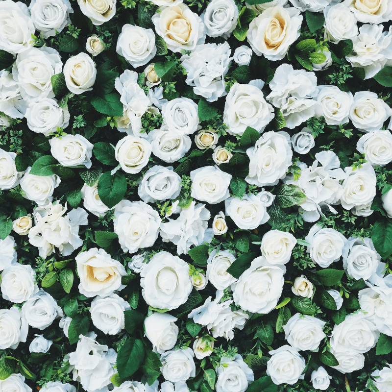 White Rose Flower Backdrop Wall